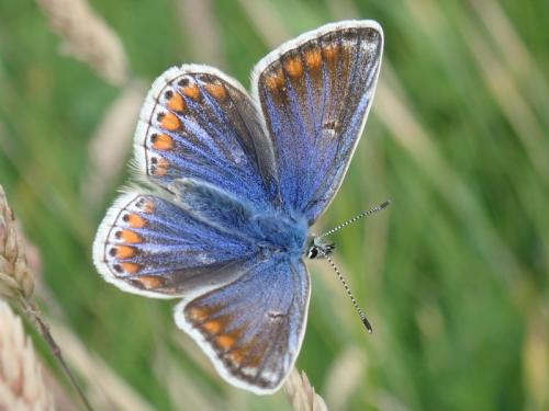 Réf. 237 284 : Polyommatus icarus